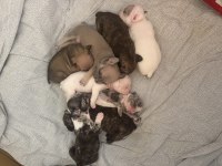 A Kalite French Bulldog 8 Yavru 1 Aylık