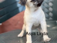 Dişi Pug Mops Yavrumuz