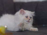 British longhair golden point erkek kedi