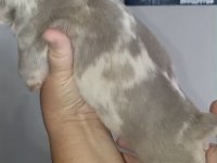 French Bulldog New Shade İsabella Merle Tan Fluffy Carrier