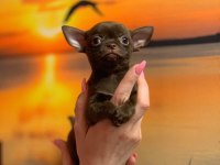 Irk Garantili Chihuahua Yavruları