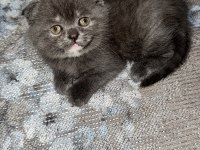 Scottish fold yavrular