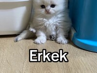 Dünyalar güzeli british shorthair yavrular