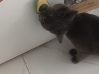 14 Şubat Doğumlu British Shorthair Yavrularımız