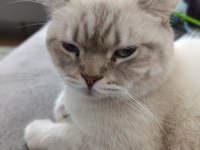 Scottish Fold Cinsi Kedimize Yuva Arıyoruz