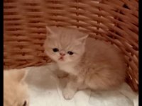 Küçük garfield kedimiz başka bir aileye gitmeye hazır
