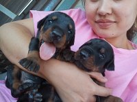 Şecereli doberman yavrularımız