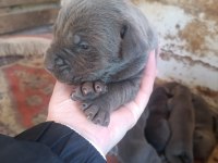 Orjinal blue cane corso italiano yavrular
