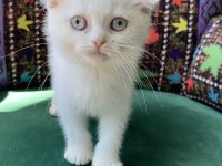 Bembeyaz kırık kulak scottish fold yavru