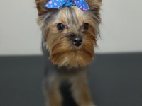 İstanbul Beylikdüzü Yorkshire Terrier