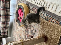 British shorthair oğlumuz yeni ailesini arıyor