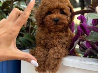 TÜY DÖKMEYEN BASIK SURATLI KORE YAVRU KÖPEĞİM