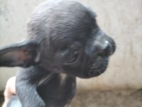 İlgilenen arkadaşlara french bulldog