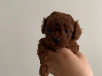 Kore toy poodle