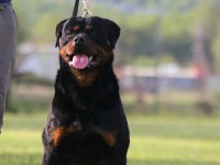 Şecereli şampiyon rottweiler yavruları
