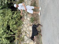 Safkan eğitimli doberman