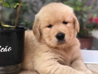 GOLDEN RETRİEVER PUPPİES