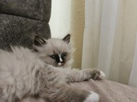 Kediseverler İçin Melez Ragdoll Yavrularım