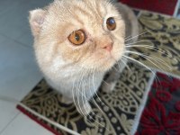 Scottish fold gold kedimiz