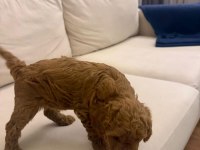 Wc eğitimli  toy poodle yavruları