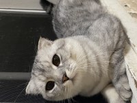 Scottish Fold