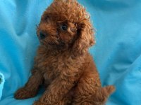 Toy poodle yavrularımız
