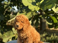 A Kalite Toy poodle Yavrular