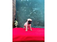 A KALİTE PUG (RIFKI)