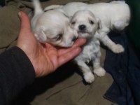 Terrier maltese bebek