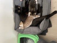 2 Aylık Bebiş Scottish Fold
