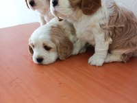 Safkan cavalier king Charles yavruları