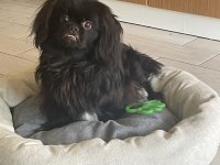 Siyah Pekinez Köpeğim