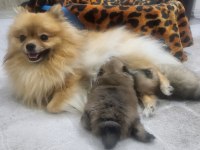 Miniş pomeranian yavrular