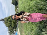 Beagle yavrularım sağlık ve garantilidir