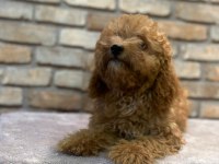 Toy Poodle Yavrumuz 5 Aylık Dişi