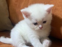TATLI YAVRU BRİTİSH SHORTHAİR