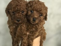 Minyatür Toy Poodle