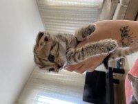 British shorthair leopar desenli