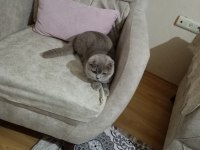 Scottish straight yavrumuz 8 aylık dişi çok tatlı