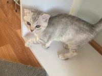 scottish fold açık gri yavrumuz yeni yuvasını arıyor