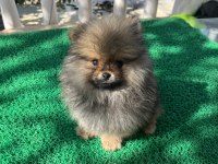 3 Aylık Pomeranian Bebekler