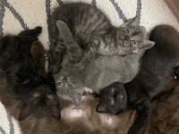 British Shorthair 2 Aylıklar