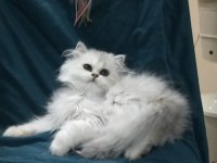 British longhair yeni ailem olmak ister misiniz