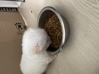Yavru Bembeyaz Morkie