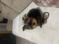 Yorkshire terrier mini mini minikler