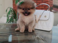 Tilki Surat Pomeranian Boo yavrularım