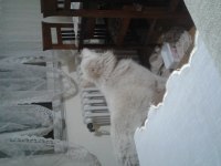 1 buçuk yaşında samoyed