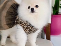 Karbeyaz Dişi Çok Oyuncu Ve Sağlıklı Pomeranian
