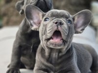 Blue French Bulldog Yavruları