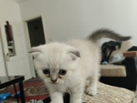 2 aylık scottish fold bluepoint yavruları
